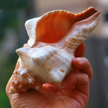 Naravni Pravi Conch Morja Lupine Ornament conch Seashell Rog Conch Photograpy Rekviziti Fish Tank Dekor Pohištvo Doma Zbirateljske