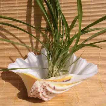 13-23 cm naravnih conch školjk in lupinarjev Doma Dekoracijo Večerja ploščo pepelnik sadje ploščo sočna pot