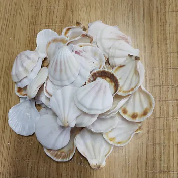 50Pcs bela holesea conch Pokrovača Lupine, Naravno Seashell od Morja Plaža Velika Lupina Z Luknjami za DIY Umetnostne Obrti Dekor