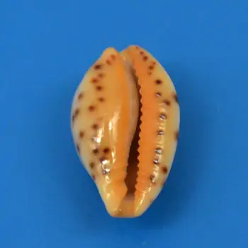 Redek primerek Naravnih Conch Morja Lupine Školjke Za notranje Dekoracije,Fish Tank In Shell Zbiralec