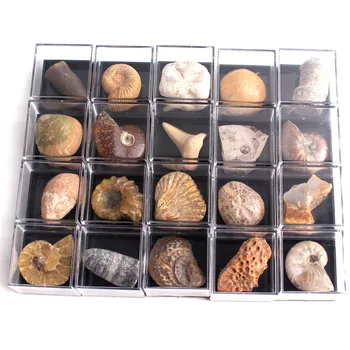 20pcs Naravnih Živalskih Fosilnih Polje Z Minerali Vzorcu, Biologijo, Geografijo Poučevanja Vzorca urina Kamen Rock Mini Srčkan Dekor